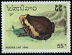Banded Bullfrog (Kaloula pulchra)