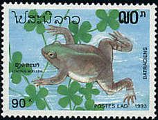 Müller's Platanna (Xenopus muelleri)