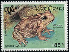 Cane Toad (Bufo marinus)