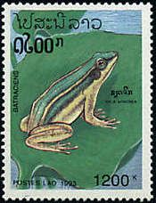 European Tree Frog (Hyla arborea)