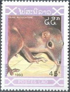 Common Treeshrew (Tupaia glis)