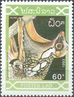 Philippine Colugo (Cynocephalus volans) (see Description)