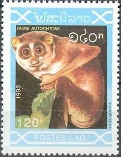 Red Slender Loris (Loris gracilis)