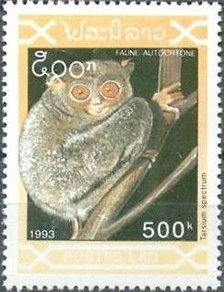 SelayarTarsier (Tarsius spectrum)