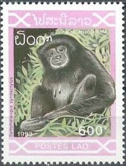 Siamang (Symphalangus syndactylus)