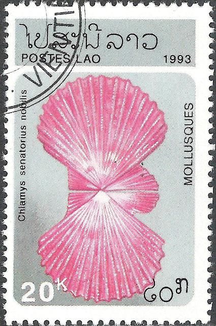 Scallop (Chlamys senatorius nobilis)