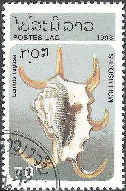 Chiragra Spider Conch (Lambis rugosa)