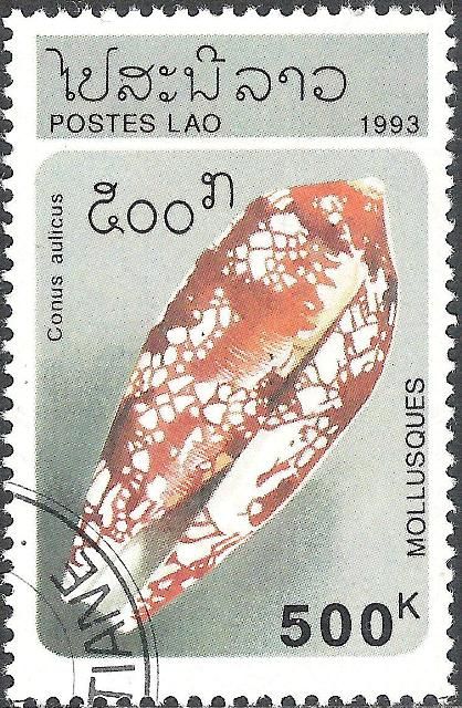 Princely Cone (Conus aulicus)