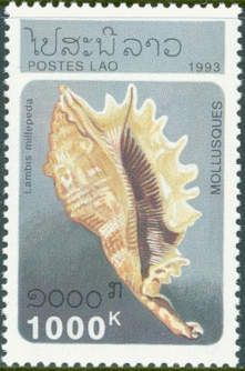 Millipede Spider Conch (Lambis millipeda)