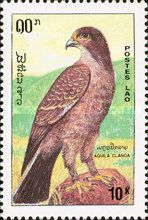 Greater Spotted Eagle (Aquila clanga)