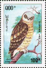 Spotted Owlet (Athene brama)