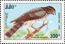 Pied Harrier (Circus melanoleucus)