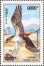 Short-toed Snake Eagle (Circaetus gallicus)