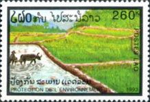 Rice Fields