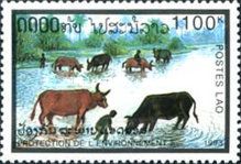 Buffalos in Water