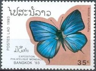 Oakblue Butterfly (Narathura atosia)