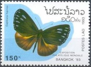Indo-Chinese Double-branded Blue Crow (Euploea harrisi)