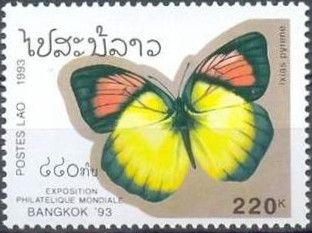Yellow Orange Tip (Ixias pyrene)