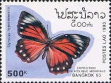 Common Palm Fly (Elymnias hypermnestra)