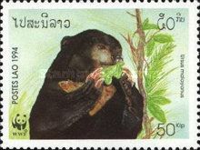 Sun Bear (Ursus malayanus)