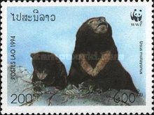Sun Bear (Ursus malayanus)