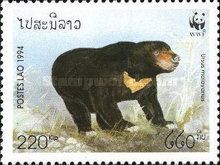Sun Bear (Ursus malayanus)