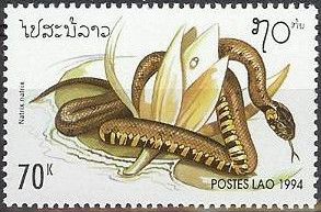 European Grass Snake (Natrix natrix)