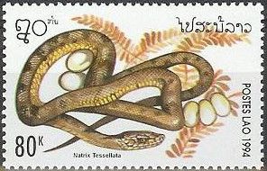 Dice Snake (Natrix tessellata)
