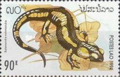 Common Fire Salamander (Salamandra salamandra)