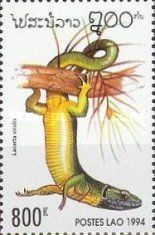 European Green Lizard (Lacerta viridis)