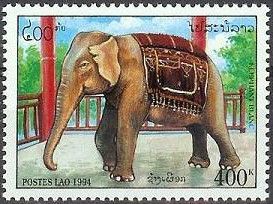 White Asian Elephant (Elephas maximus)