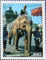White Asian Elephant (Elephas maximus)
