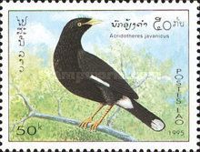 Javan Myna (Acridotheres javanicus)