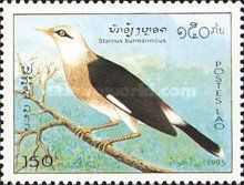 Vinous-breasted Myna (Acridotheres burmannicus)