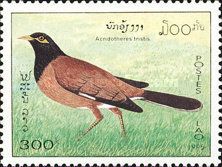 Common Myna (Acridotheres tristis)