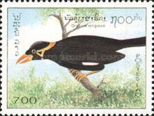Common Hill Myna (Gracula religiosa)