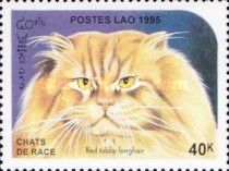 Red Tabby Point Colorpoint Longhair (Felis silvestris catus)