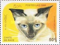 Siamese Seal Point (Felis silvestris catus)