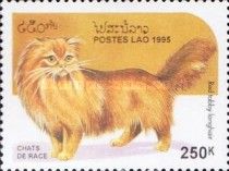 Red Tabby Point Colorpoint Longhair (Felis silvestris catus)