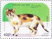 Tortoiseshell White Shorthair (Felis silvestris catus)