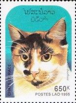 Tortoiseshell White Shorthair (Felis silvestris catus)