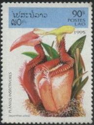 Nepenthes villosa