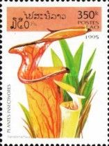 Sarracenia flava