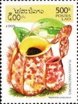 Nepenthes ampullaria