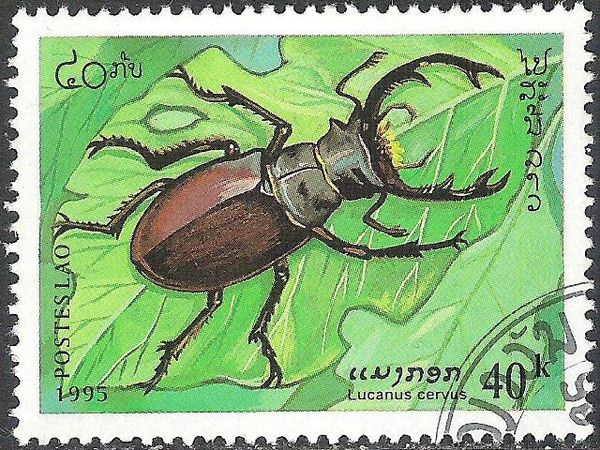 Stag Beetle (Lucanus cervus)