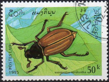 Common Cockchafer (Melolontha melolontha)