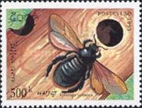 Violet Carpenter Bee (Xylocopa violacea)