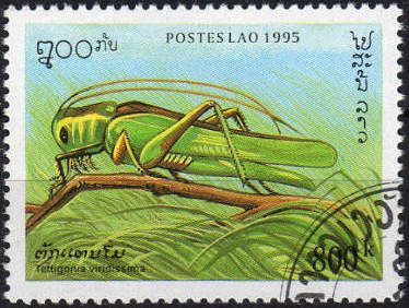Great Green Bush Cricket (Tettigonia viridissima)