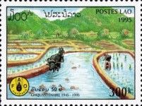 Rice cultivation