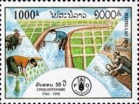 Rice cultivation, Irrigation, Fish farming